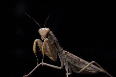 Kara zemin üzerinde izole edilmiş dev Asya Kahverengi Peygamberdevesi (hiyerodula membranacea).