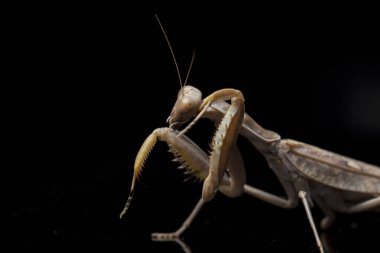 Kara zemin üzerinde izole edilmiş dev Asya Kahverengi Peygamberdevesi (hiyerodula membranacea).