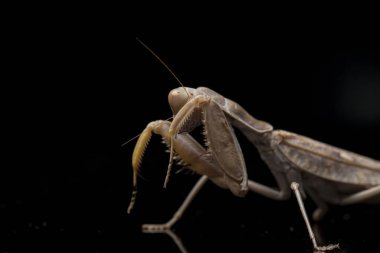 Kara zemin üzerinde izole edilmiş dev Asya Kahverengi Peygamberdevesi (hiyerodula membranacea).