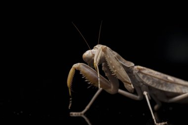 Kara zemin üzerinde izole edilmiş dev Asya Kahverengi Peygamberdevesi (hiyerodula membranacea).