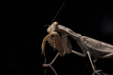 Kara zemin üzerinde izole edilmiş dev Asya Kahverengi Peygamberdevesi (hiyerodula membranacea).