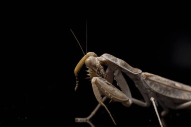 Kara zemin üzerinde izole edilmiş dev Asya Kahverengi Peygamberdevesi (hiyerodula membranacea).