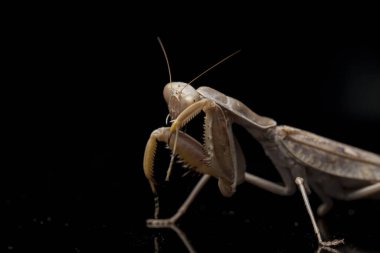 Kara zemin üzerinde izole edilmiş dev Asya Kahverengi Peygamberdevesi (hiyerodula membranacea).