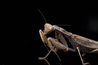 Kara zemin üzerinde izole edilmiş dev Asya Kahverengi Peygamberdevesi (hiyerodula membranacea).