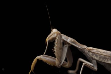 Kara zemin üzerinde izole edilmiş dev Asya Kahverengi Peygamberdevesi (hiyerodula membranacea).