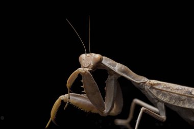 Kara zemin üzerinde izole edilmiş dev Asya Kahverengi Peygamberdevesi (hiyerodula membranacea).