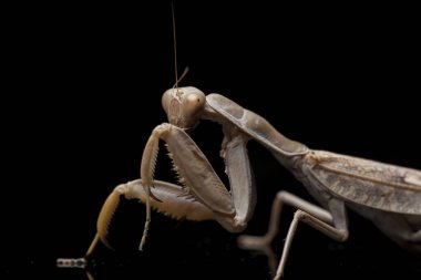 Kara zemin üzerinde izole edilmiş dev Asya Kahverengi Peygamberdevesi (hiyerodula membranacea).