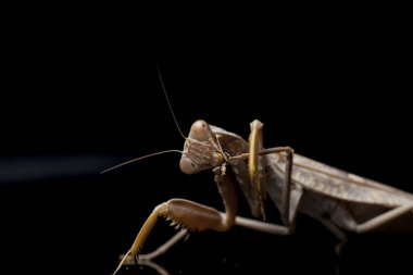Kara zemin üzerinde izole edilmiş dev Asya Kahverengi Peygamberdevesi (hiyerodula membranacea).