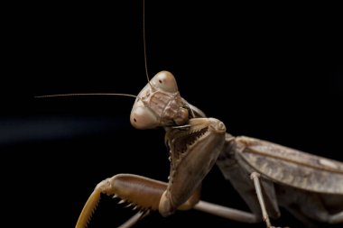 Kara zemin üzerinde izole edilmiş dev Asya Kahverengi Peygamberdevesi (hiyerodula membranacea).