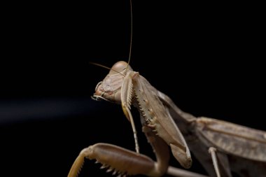 Kara zemin üzerinde izole edilmiş dev Asya Kahverengi Peygamberdevesi (hiyerodula membranacea).