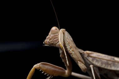 Kara zemin üzerinde izole edilmiş dev Asya Kahverengi Peygamberdevesi (hiyerodula membranacea).