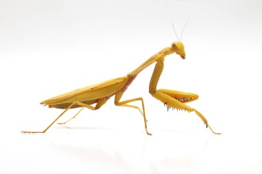 Beyaz zemin üzerinde izole edilmiş dev Asya Sarı Peygamberdevesi (hiyerodula membranacea).