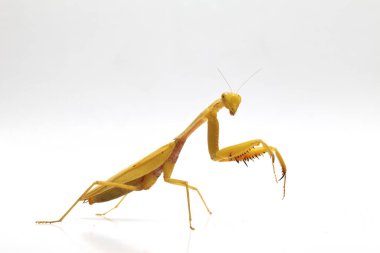 Beyaz zemin üzerinde izole edilmiş dev Asya Sarı Peygamberdevesi (hiyerodula membranacea).