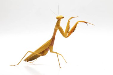 Beyaz zemin üzerinde izole edilmiş dev Asya Sarı Peygamberdevesi (hiyerodula membranacea).