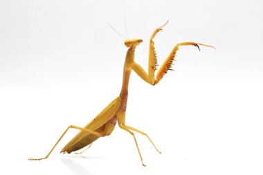 Beyaz zemin üzerinde izole edilmiş dev Asya Sarı Peygamberdevesi (hiyerodula membranacea).