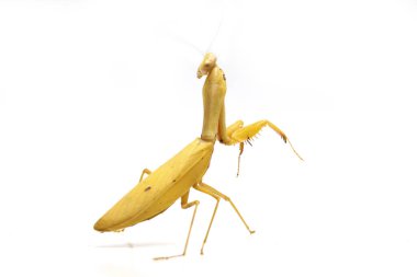 Beyaz zemin üzerinde izole edilmiş dev Asya Sarı Peygamberdevesi (hiyerodula membranacea).