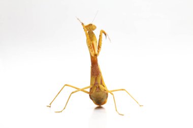 Beyaz zemin üzerinde izole edilmiş dev Asya Sarı Peygamberdevesi (hiyerodula membranacea).