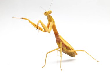 Beyaz zemin üzerinde izole edilmiş dev Asya Sarı Peygamberdevesi (hiyerodula membranacea).