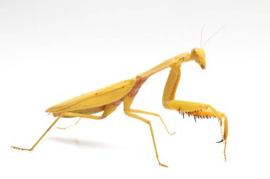 Beyaz zemin üzerinde izole edilmiş dev Asya Sarı Peygamberdevesi (hiyerodula membranacea).