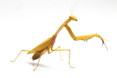 Beyaz zemin üzerinde izole edilmiş dev Asya Sarı Peygamberdevesi (hiyerodula membranacea).