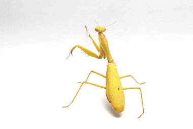 Beyaz zemin üzerinde izole edilmiş dev Asya Sarı Peygamberdevesi (hiyerodula membranacea).