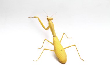 Beyaz zemin üzerinde izole edilmiş dev Asya Sarı Peygamberdevesi (hiyerodula membranacea).