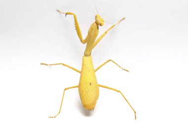 Beyaz zemin üzerinde izole edilmiş dev Asya Sarı Peygamberdevesi (hiyerodula membranacea).