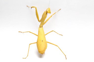 Beyaz zemin üzerinde izole edilmiş dev Asya Sarı Peygamberdevesi (hiyerodula membranacea).