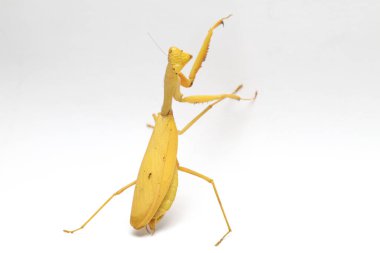 Beyaz zemin üzerinde izole edilmiş dev Asya Sarı Peygamberdevesi (hiyerodula membranacea).