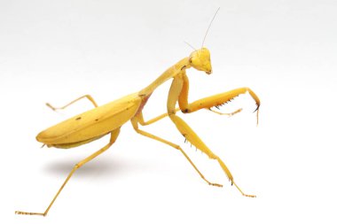 Beyaz zemin üzerinde izole edilmiş dev Asya Sarı Peygamberdevesi (hiyerodula membranacea).