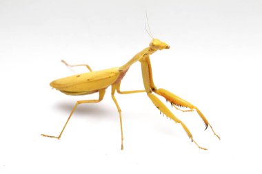 Beyaz zemin üzerinde izole edilmiş dev Asya Sarı Peygamberdevesi (hiyerodula membranacea).