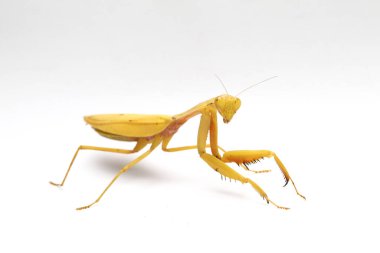 Beyaz zemin üzerinde izole edilmiş dev Asya Sarı Peygamberdevesi (hiyerodula membranacea).