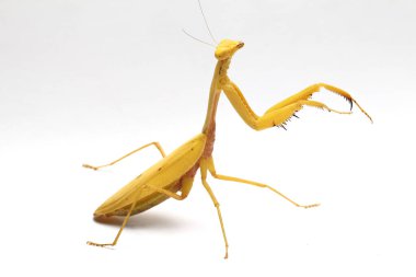 Beyaz zemin üzerinde izole edilmiş dev Asya Sarı Peygamberdevesi (hiyerodula membranacea).