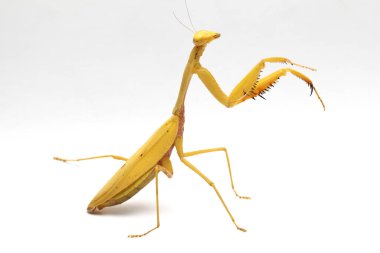 Beyaz zemin üzerinde izole edilmiş dev Asya Sarı Peygamberdevesi (hiyerodula membranacea).