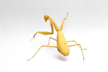 Beyaz zemin üzerinde izole edilmiş dev Asya Sarı Peygamberdevesi (hiyerodula membranacea).