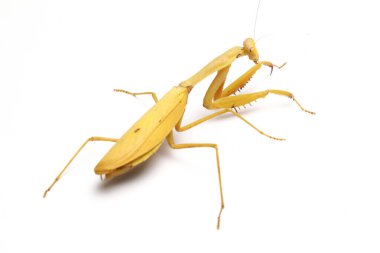 Beyaz zemin üzerinde izole edilmiş dev Asya Sarı Peygamberdevesi (hiyerodula membranacea).