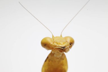 Beyaz zemin üzerinde izole edilmiş dev Asya Sarı Peygamberdevesi (hiyerodula membranacea).