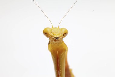 Beyaz zemin üzerinde izole edilmiş dev Asya Sarı Peygamberdevesi (hiyerodula membranacea).