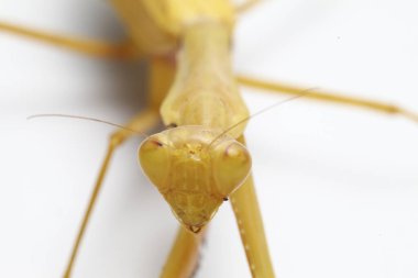 Beyaz zemin üzerinde izole edilmiş dev Asya Sarı Peygamberdevesi (hiyerodula membranacea).