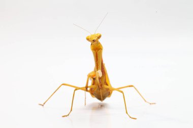 Beyaz zemin üzerinde izole edilmiş dev Asya Sarı Peygamberdevesi (hiyerodula membranacea).