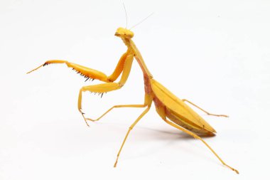 Beyaz zemin üzerinde izole edilmiş dev Asya Sarı Peygamberdevesi (hiyerodula membranacea).