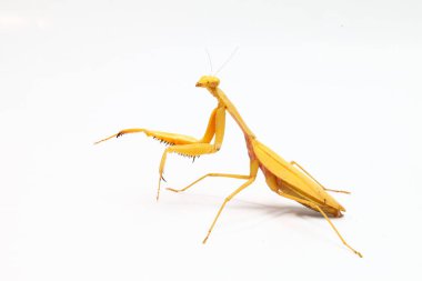 Beyaz zemin üzerinde izole edilmiş dev Asya Sarı Peygamberdevesi (hiyerodula membranacea).