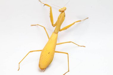 Beyaz zemin üzerinde izole edilmiş dev Asya Sarı Peygamberdevesi (hiyerodula membranacea).