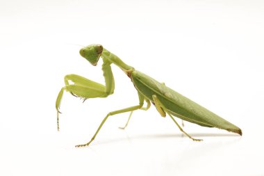 Beyaz zemin üzerinde izole edilmiş dev Asya Yeşil Dua Peygamberdevesi (hiyerodula membranacea).