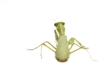 Beyaz zemin üzerinde izole edilmiş dev Asya Yeşil Dua Peygamberdevesi (hiyerodula membranacea).