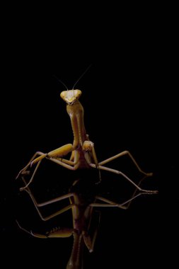 Siyah zemin üzerinde izole edilmiş dev Asya Sarı Peygamberdevesi (hiyerodula membranacea).