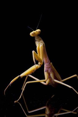 Siyah zemin üzerinde izole edilmiş dev Asya Sarı Peygamberdevesi (hiyerodula membranacea).