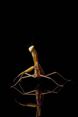 Siyah zemin üzerinde izole edilmiş dev Asya Sarı Peygamberdevesi (hiyerodula membranacea).