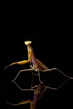 Siyah zemin üzerinde izole edilmiş dev Asya Sarı Peygamberdevesi (hiyerodula membranacea).