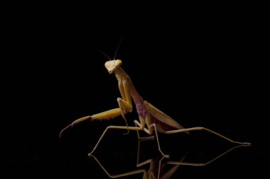 Siyah zemin üzerinde izole edilmiş dev Asya Sarı Peygamberdevesi (hiyerodula membranacea).